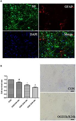 Mitochondrial BKCa Mediates the Protective Effect of Low-Dose Ethanol Preconditioning on Oxygen-Glucose Deprivation and Reperfusion-Induced Neuronal Apoptosis